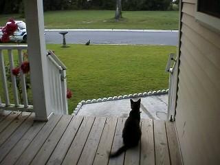 Cat watches duck in his yard