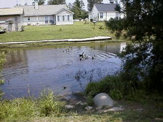 8 Mallards swimming in Mill Creek