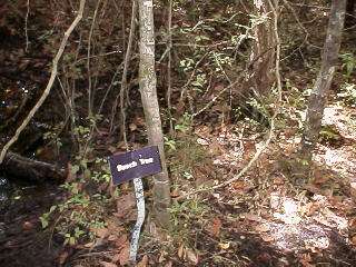 View # 3 of Windsor Hill Elementary School Nature Trail