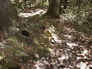 View # 6 of Windsor Hill Elementary School Nature Trail