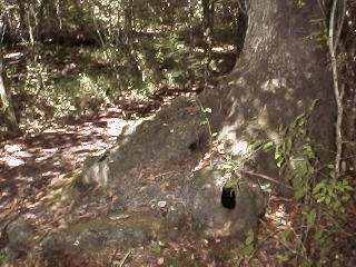 View # 7 of Windsor Hill Elementary School Nature Trail